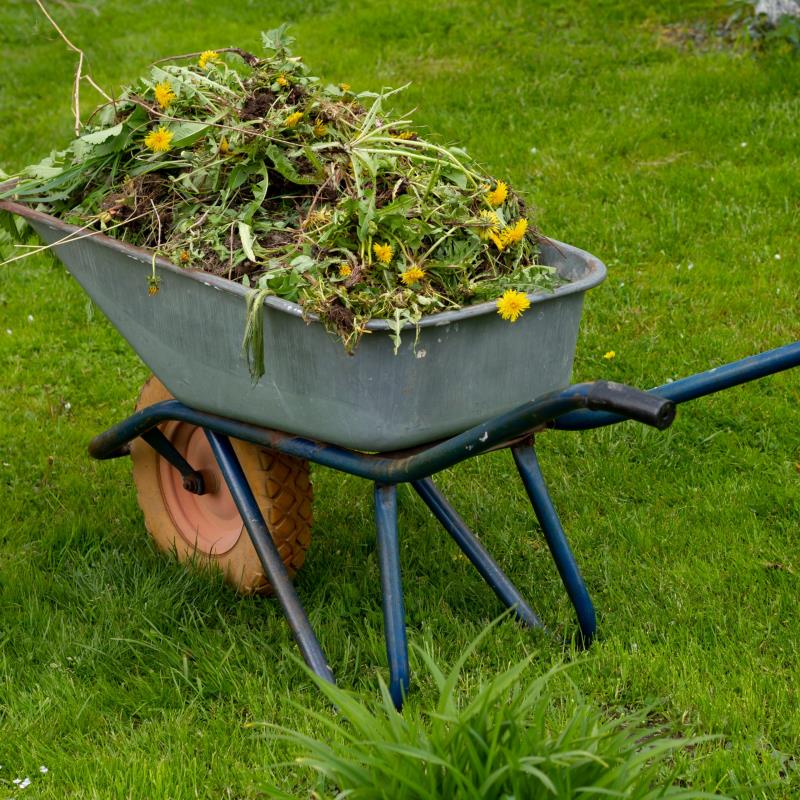 Backyard Medicinal Weeds Chat @ Wyckoff Library