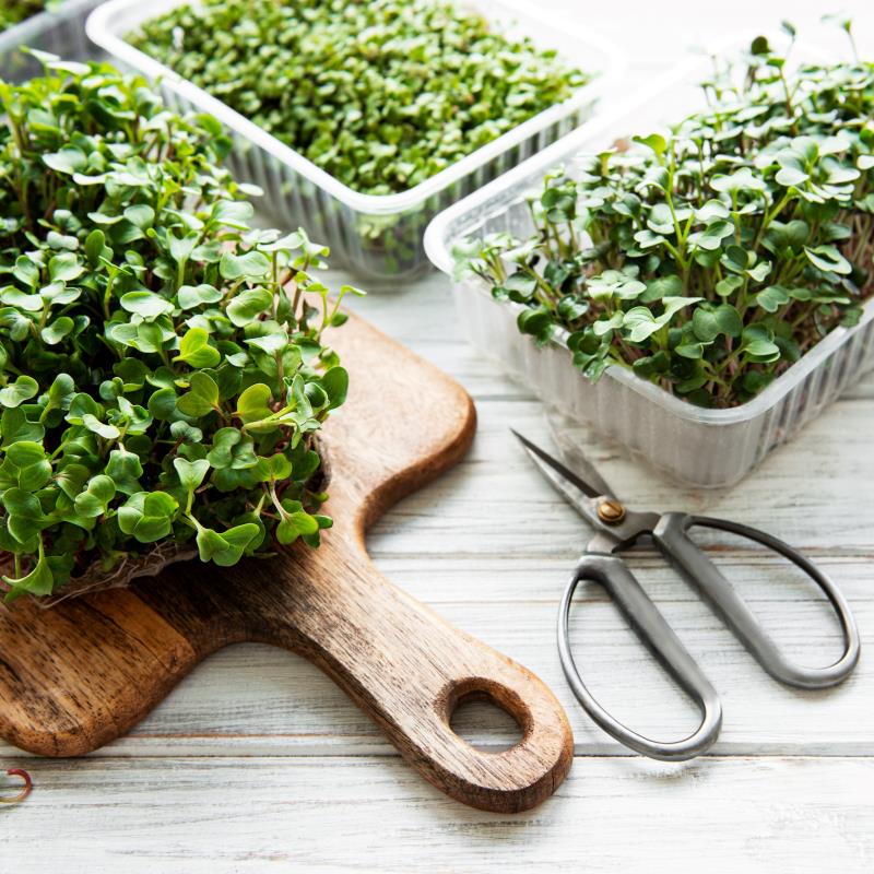 Microgreens 101