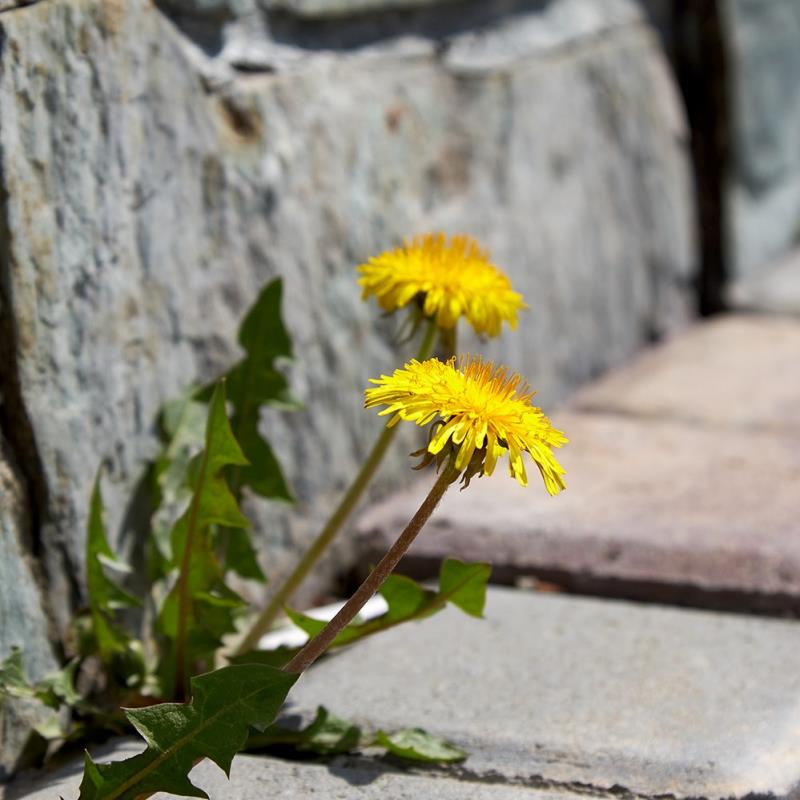 Autumn Herbal Cocktail Workshop
