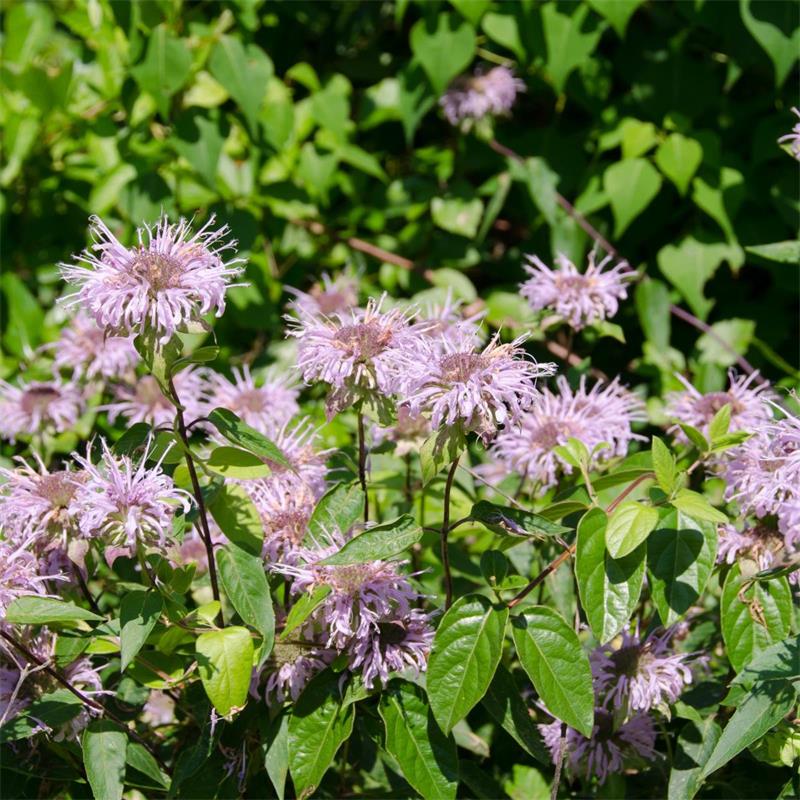 Bee Balm