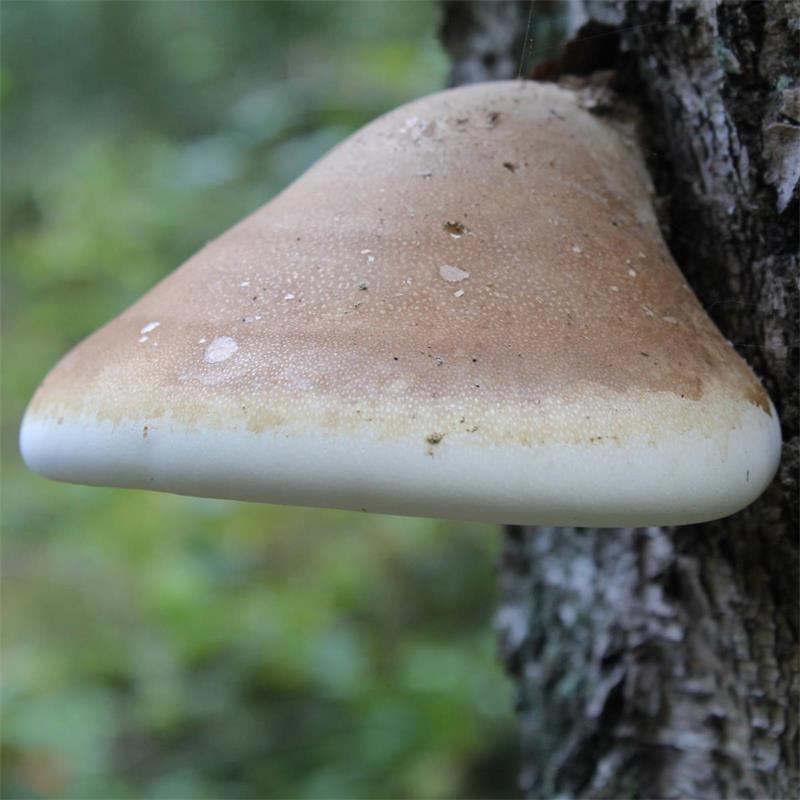 Birch Polypore 