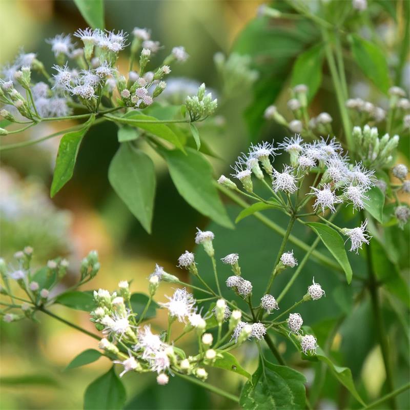 Boneset