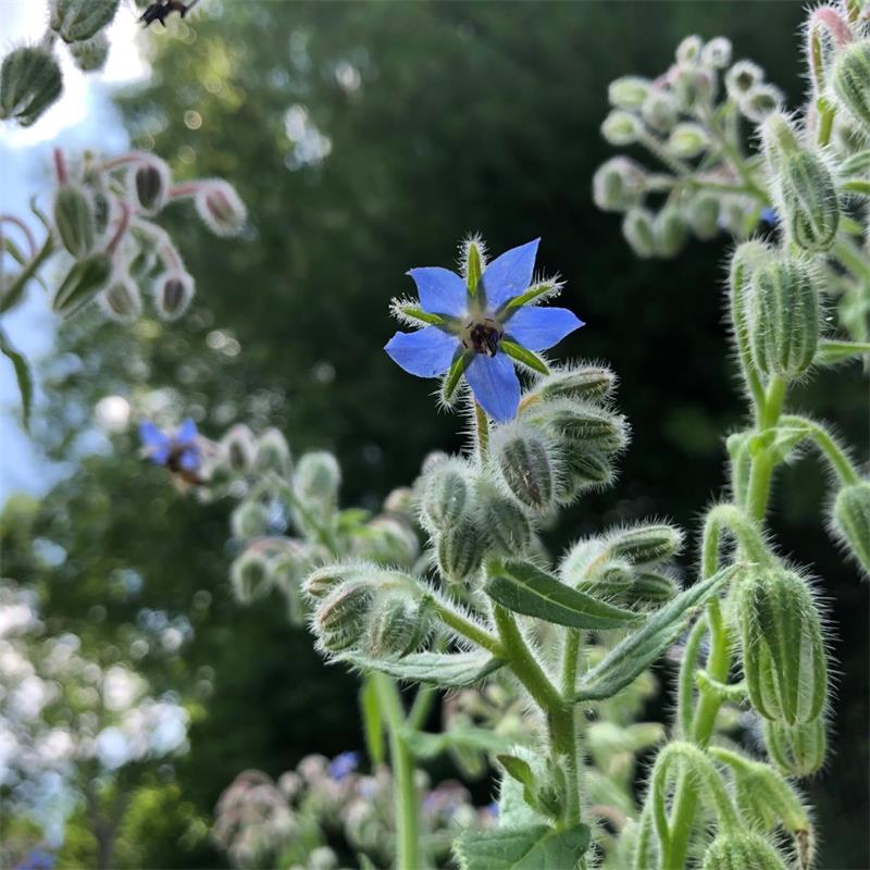 Borage