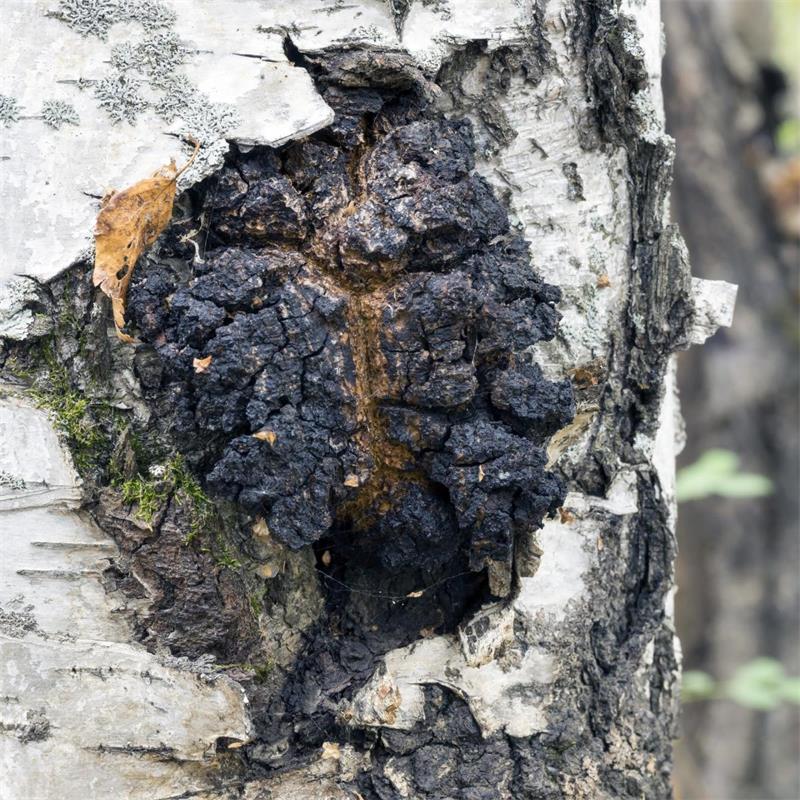 Chaga Mushroom