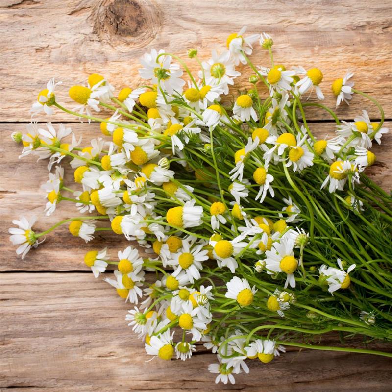 Chamomile Flowers