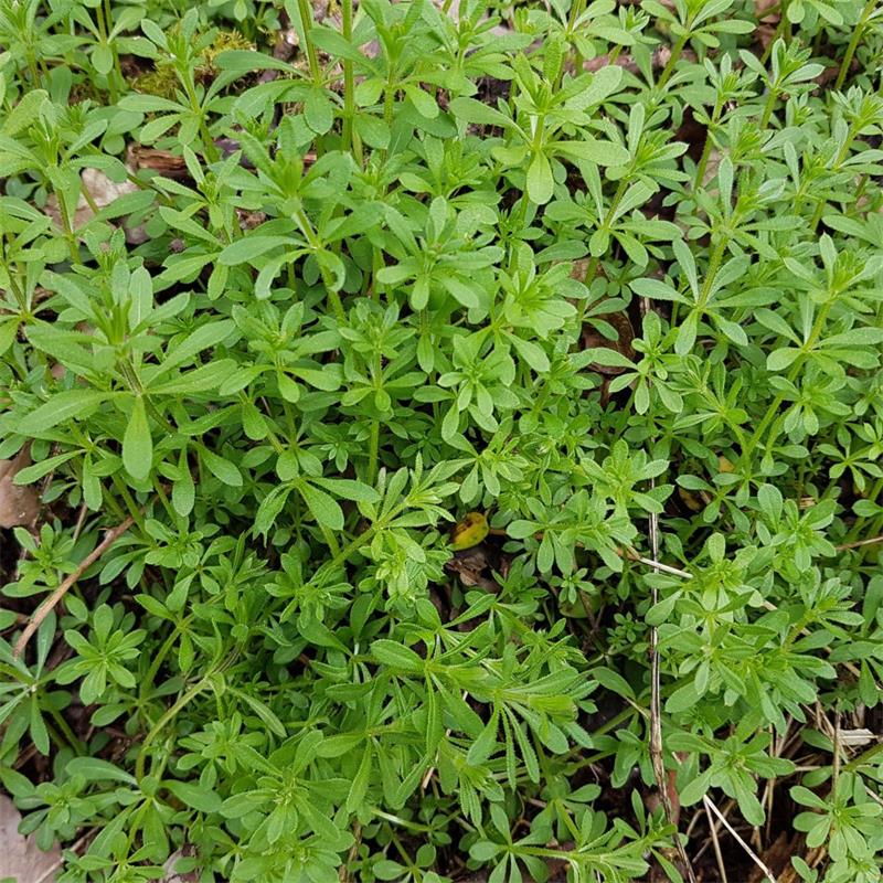 Cleavers