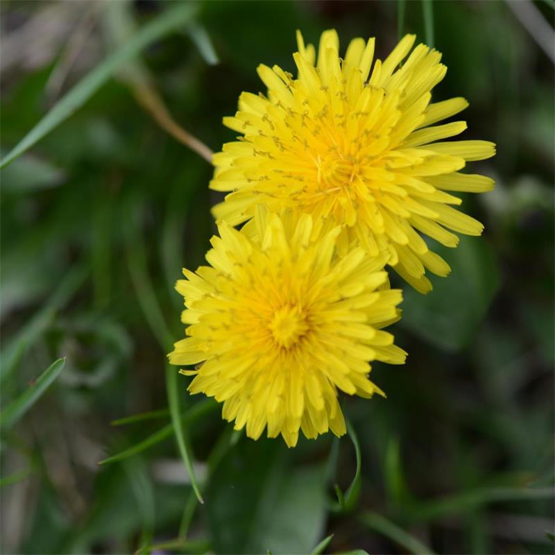 Dandelion 