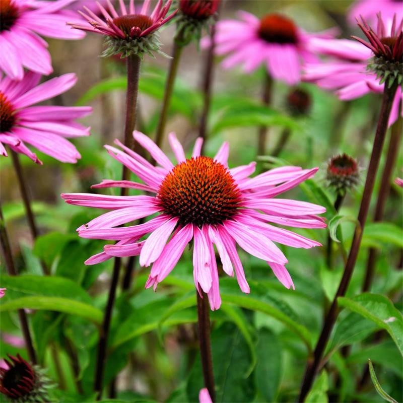 Echinacea