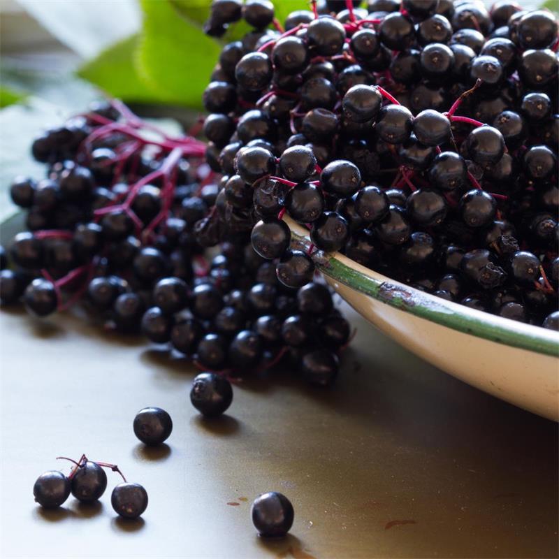 Elderberry