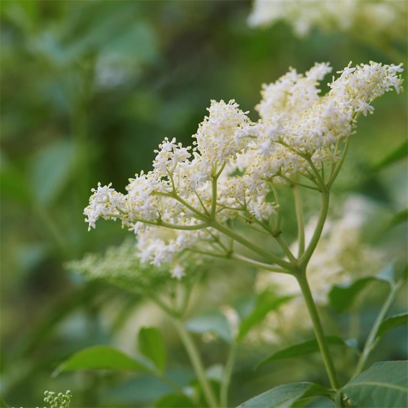 Elderflower 