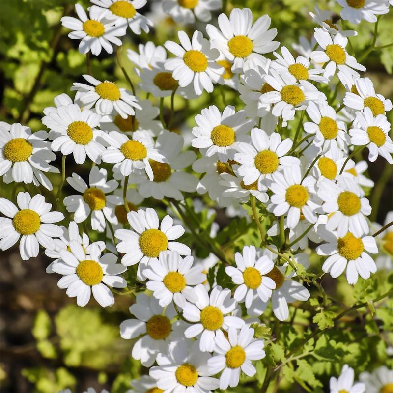 Feverfew