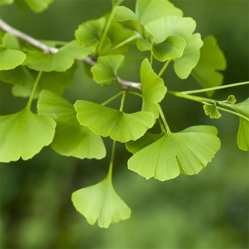 Ginkgo Biloba