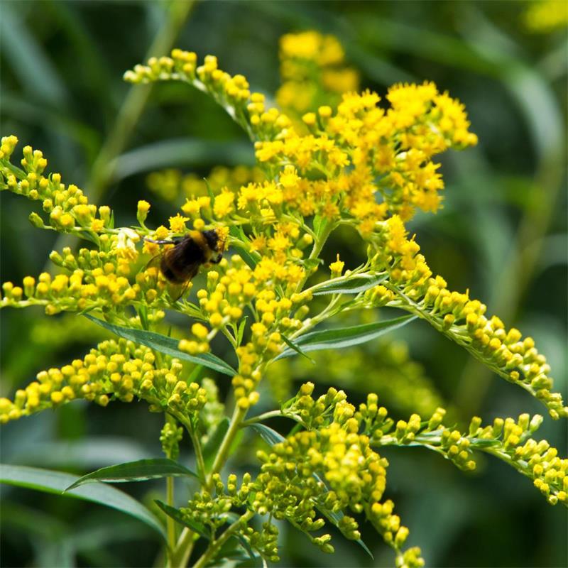 Goldenrod