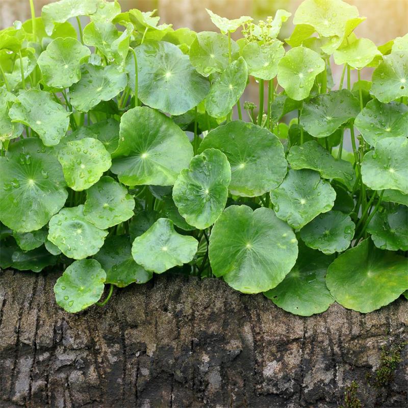 Gotu Kola