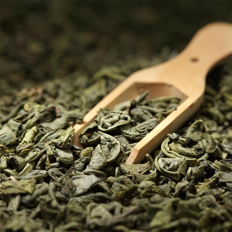 Green Tea - Camellia sinensis