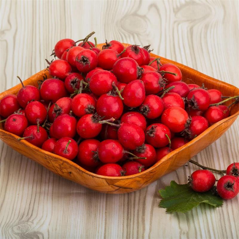 Hawthorn Berry - Crataegus spp.