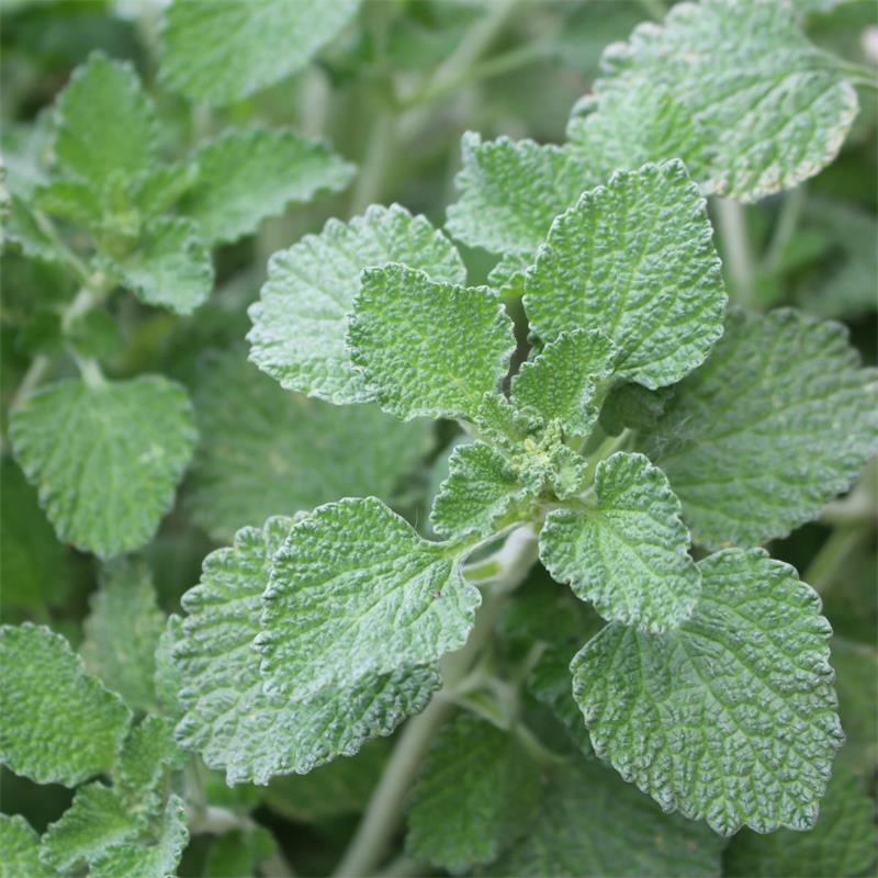 Horehound