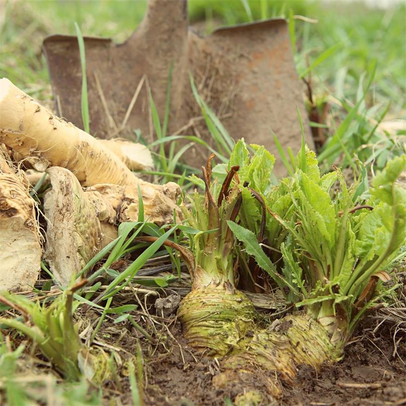 Horseradish