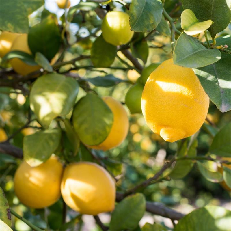 Lemon - Citrus Limon