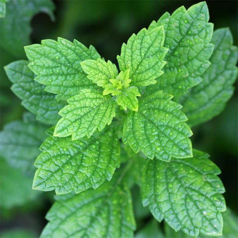 Lemon Balm