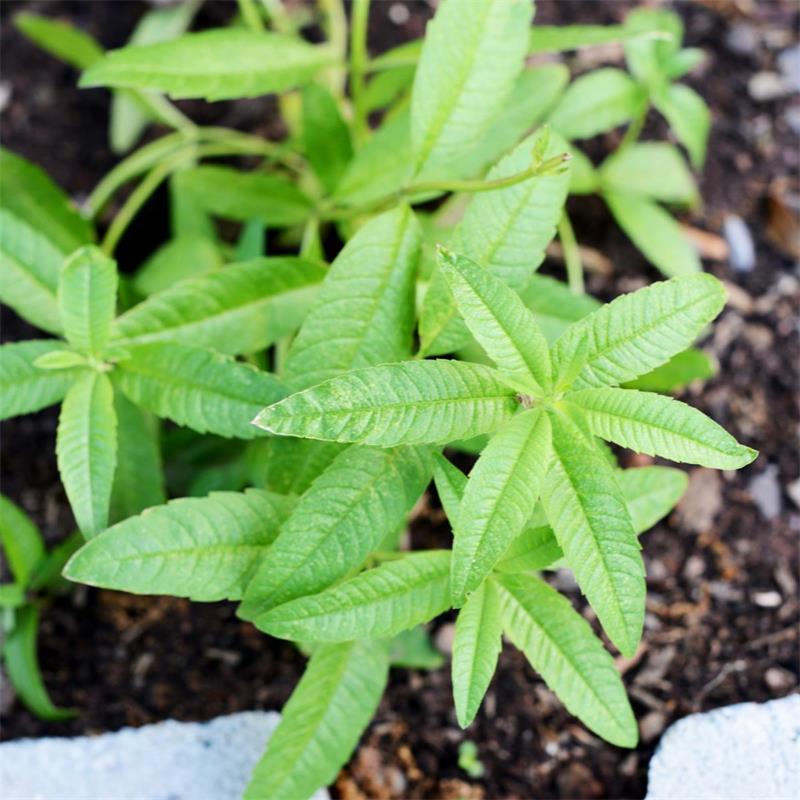 Lemon Verbena - aloysia vitrodora | Mayernik Kitchen