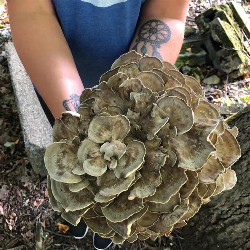 Maitake Mushroom