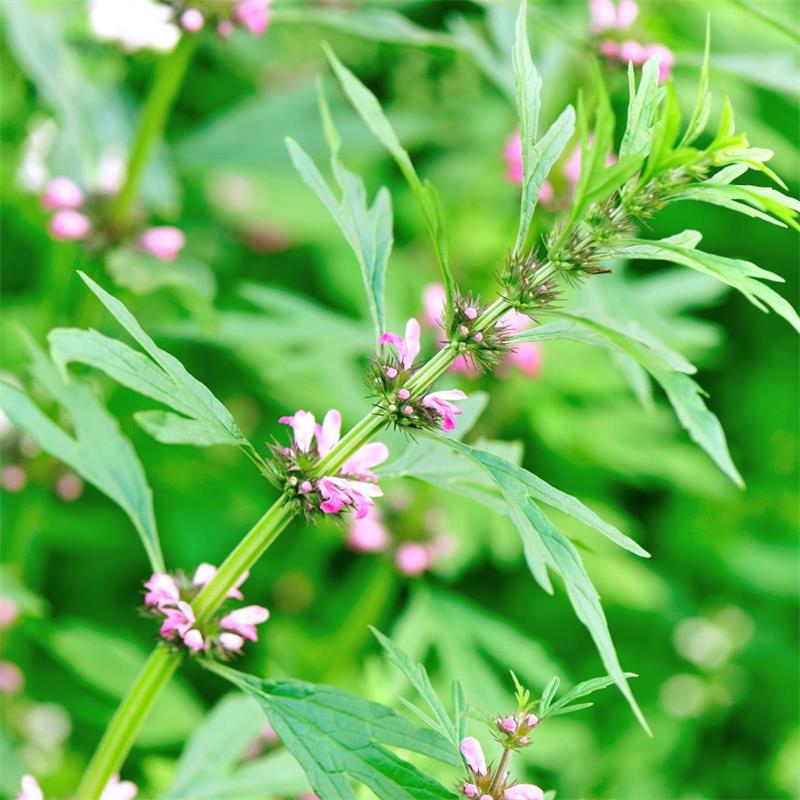 Motherwort