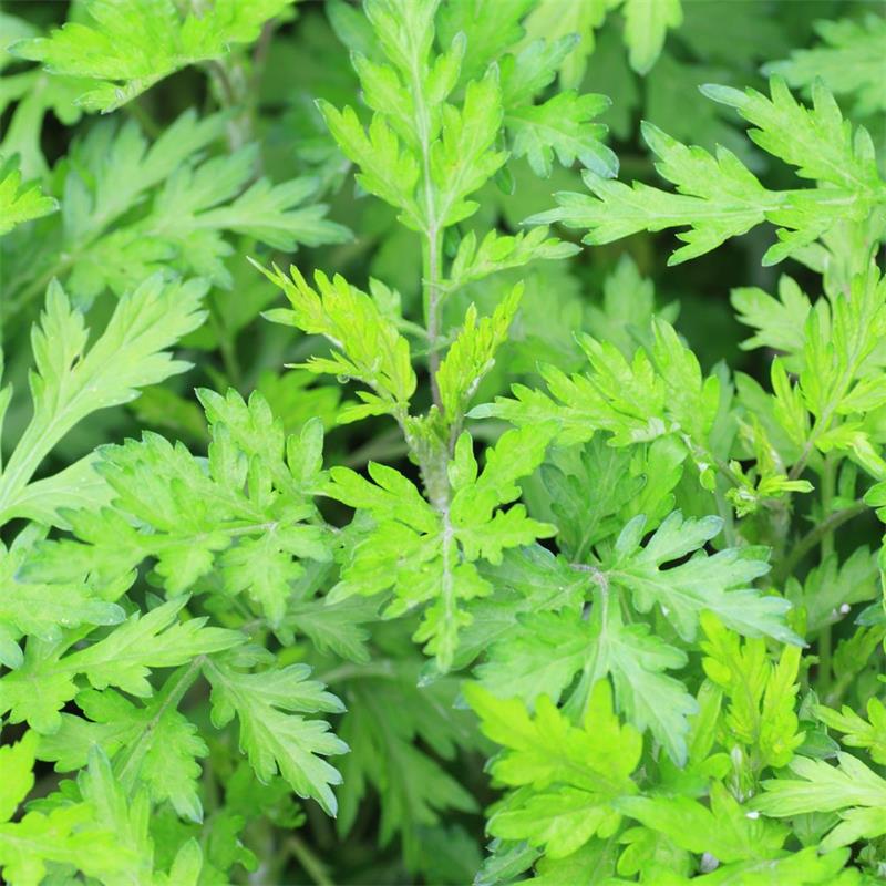 Mugwort 