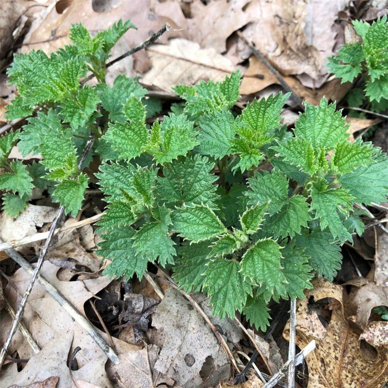 Stinging Nettle