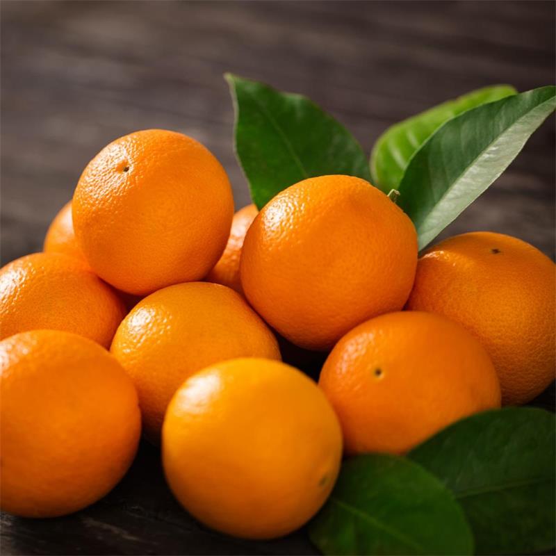 Orange - Citrus × sinensis