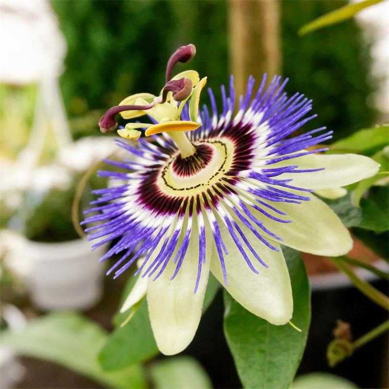 Passionflower