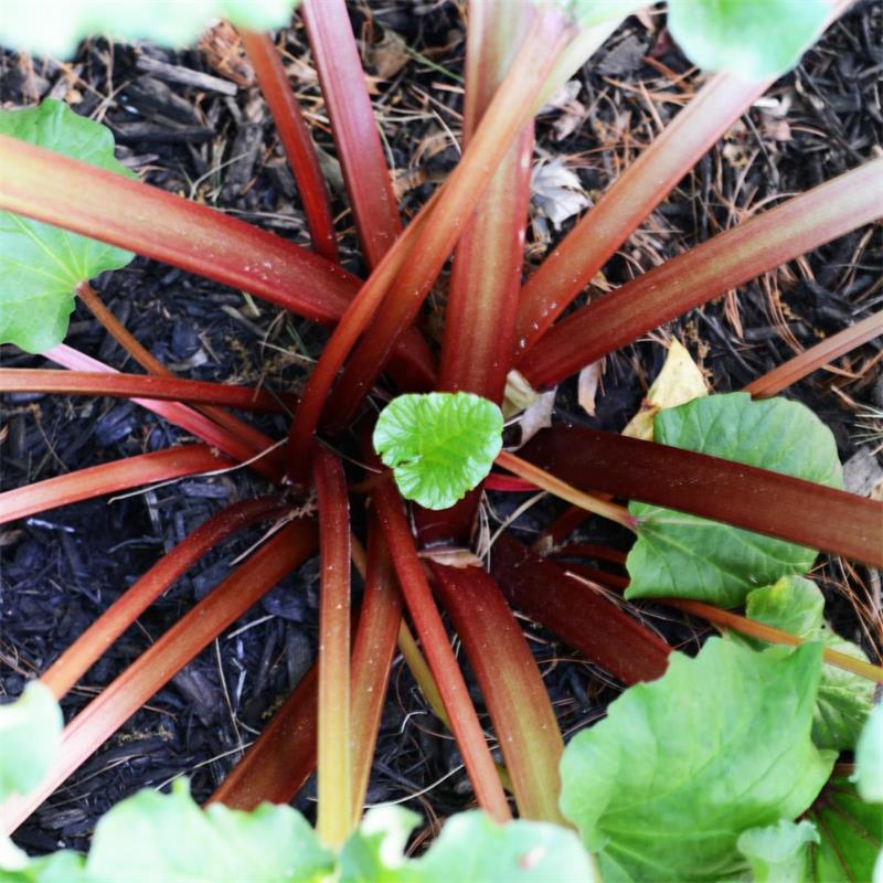 Rhubarb