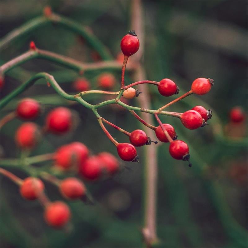 Rosehips