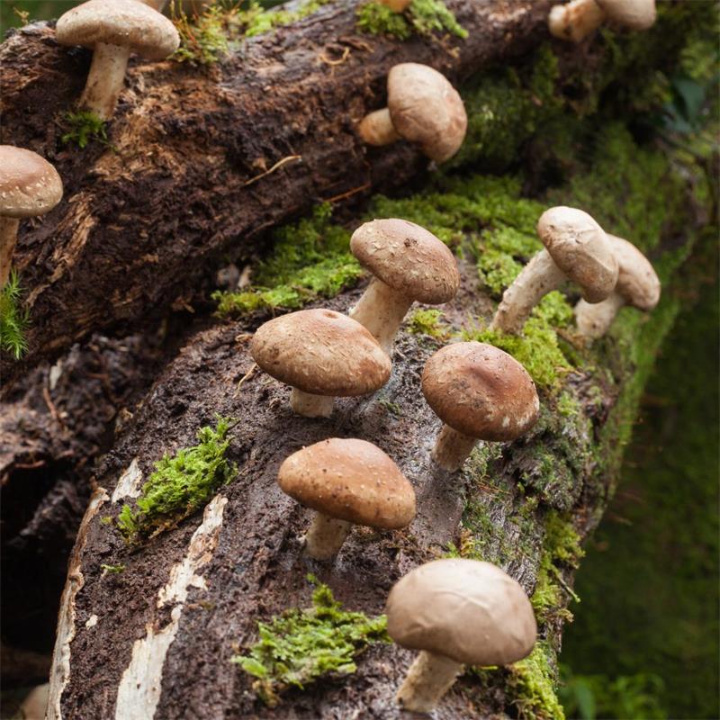 Shiitake Mushrooms - Lentinula edodes