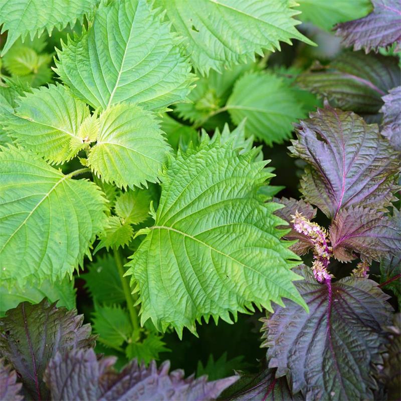 Shiso frutescens | Mayernik