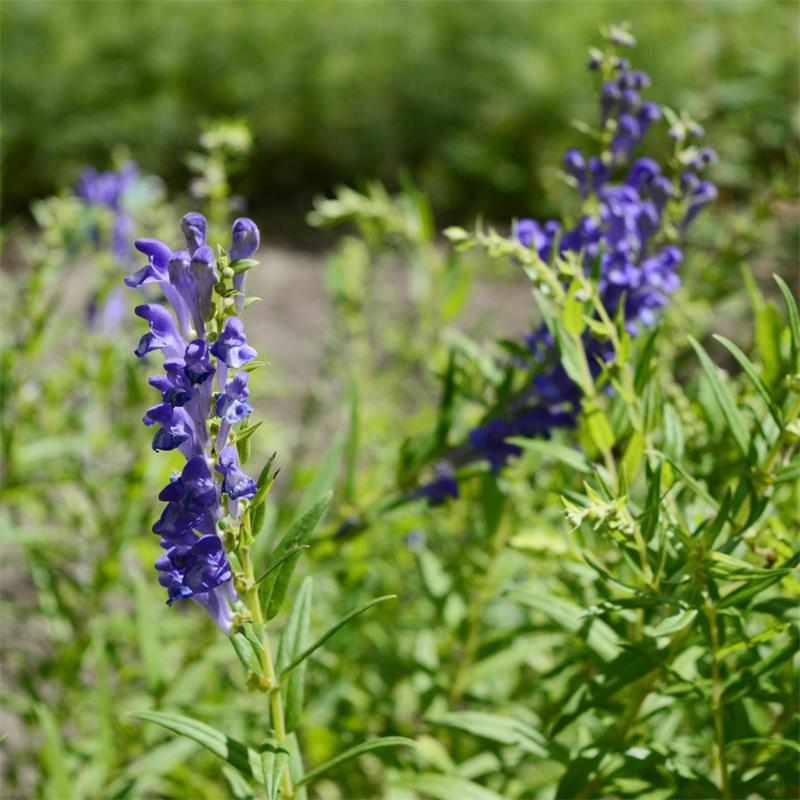 Skullcap 