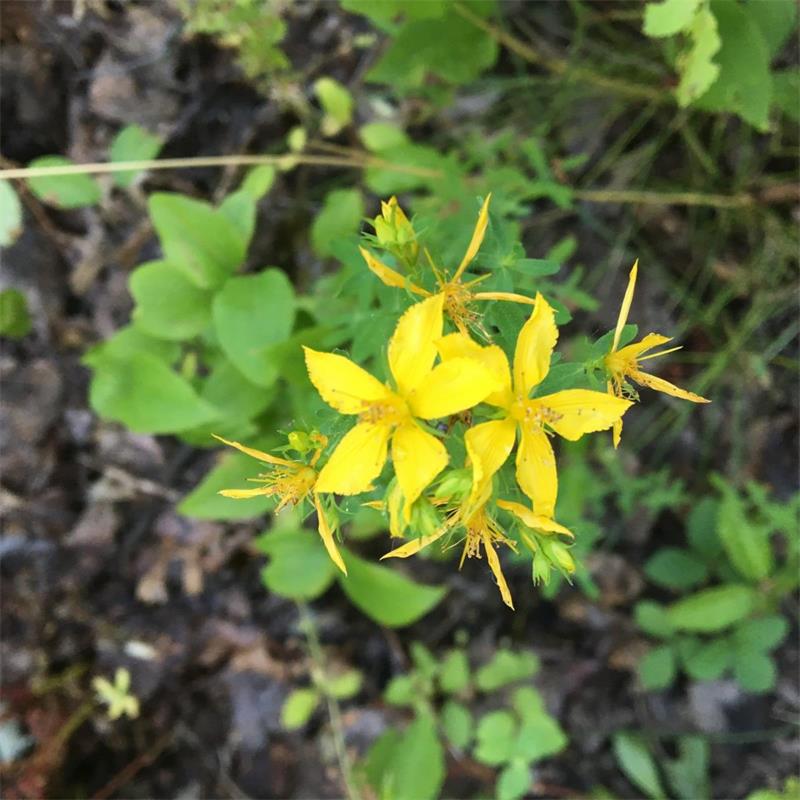 St. Johns Wort 