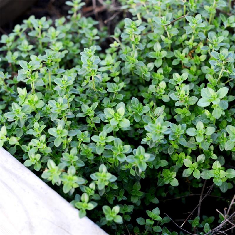 Thyme - Live Plant