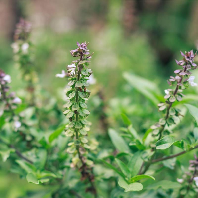 Holy Basil (Tulsi) 