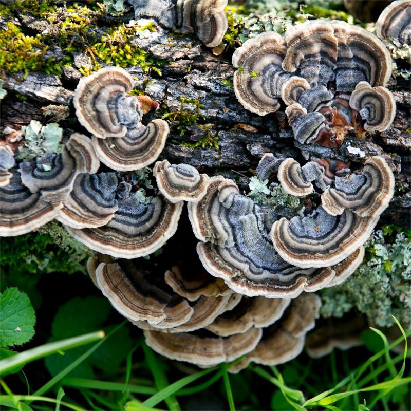Turkey Tail Mushroom - Trametes versicolor