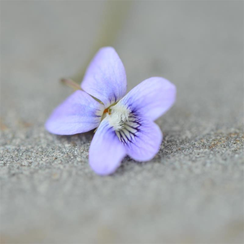 Violet Leaf - Viola spp.