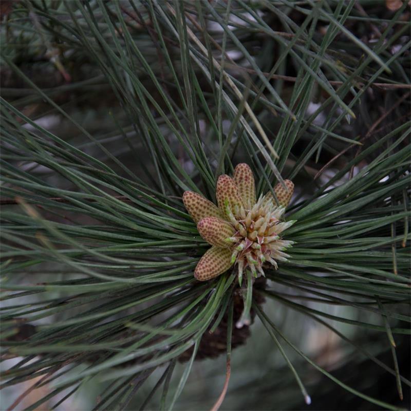 White Pine 