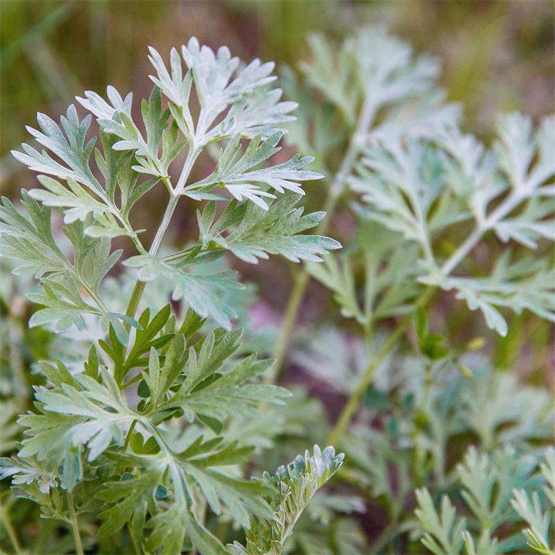 Wormwood - Artemisia absinthium