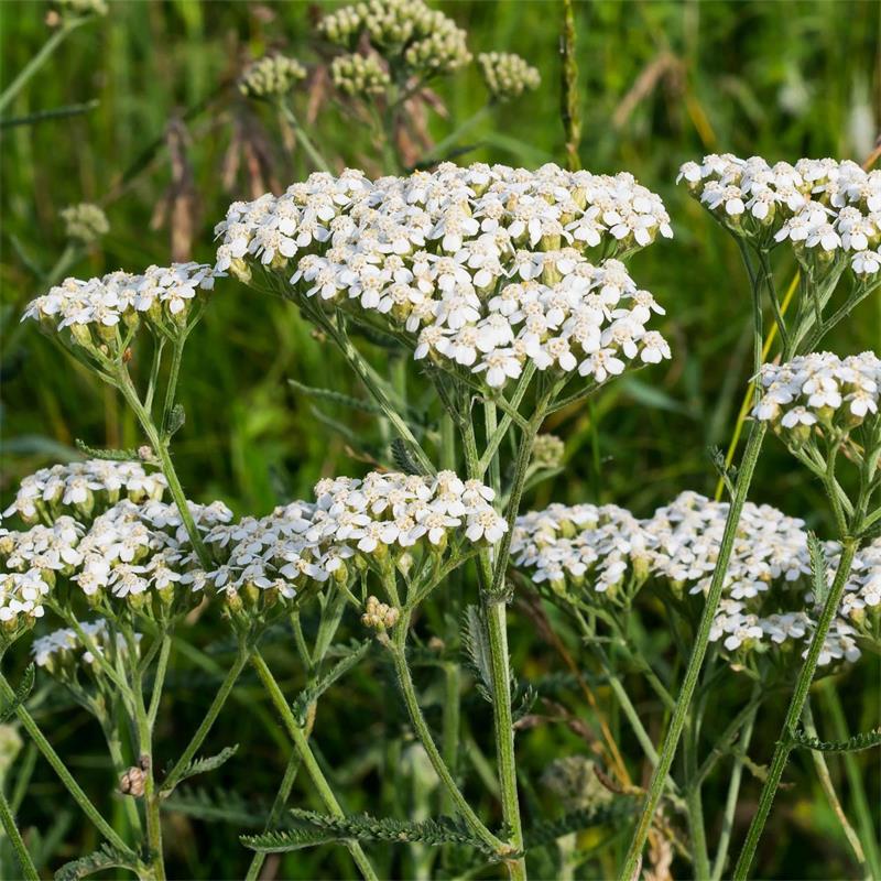 Yarrow - achillea millefolium | Mayernik Kitchen