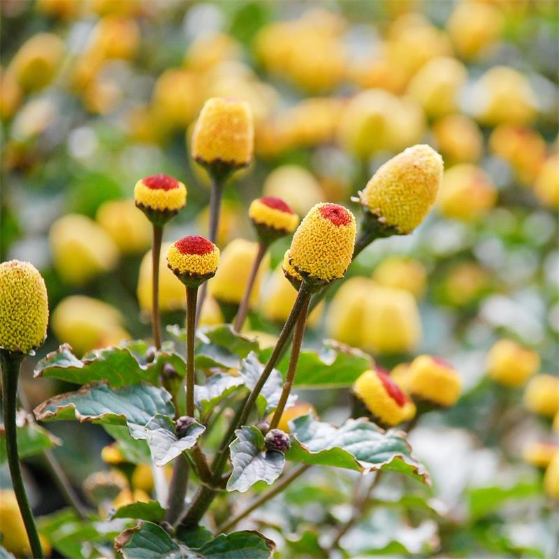 Spilanthes