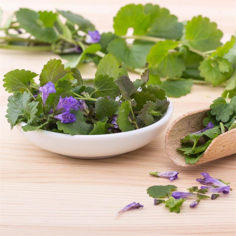 Ground Ivy