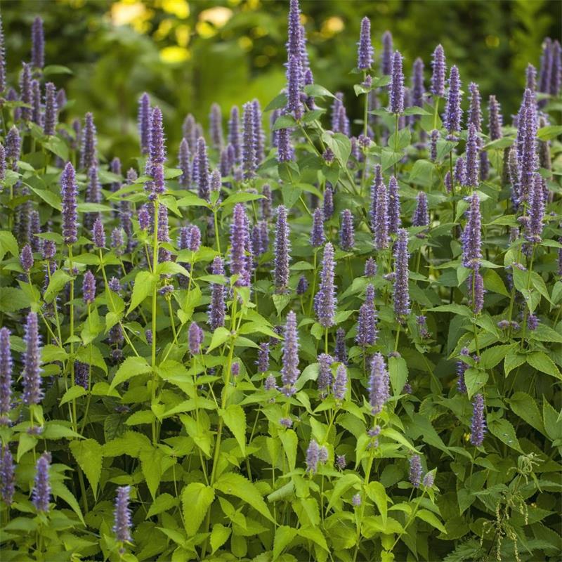 Anise Hyssop