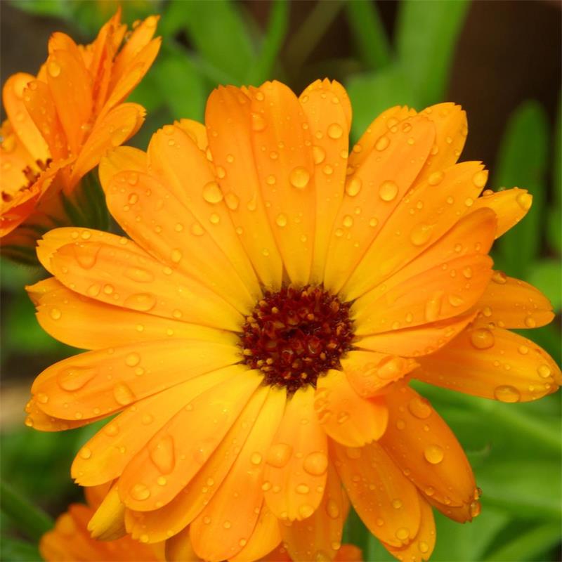 Calendula Flowers