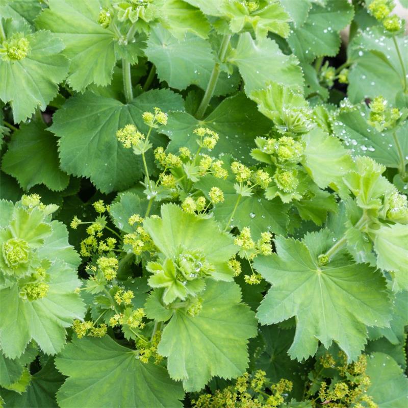 Lady's Mantle 