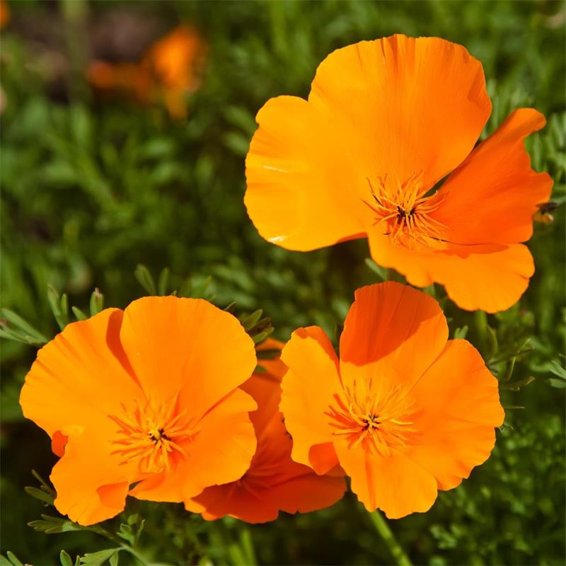 California Poppy